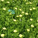 Potentilla recta 'Warrensii'